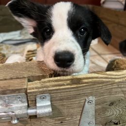 Cardigan Welsh Corgi Puppies from Liberty Valley Farm