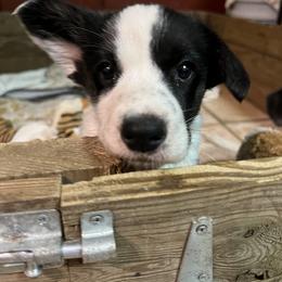 Cardigan Welsh Corgi Puppies from Liberty Valley Farm