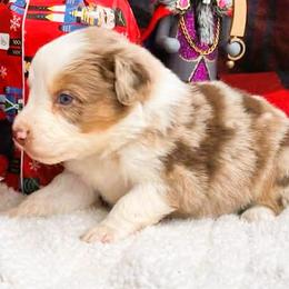 Zeek - Red merle male Australian Shepherd puppy in Boise, Idaho from Black Canyon Corral Aussies