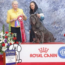 Bumples - Neapolitan Mastiff