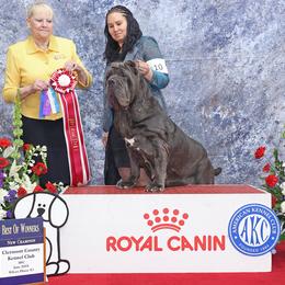 Bumples - Neapolitan Mastiff