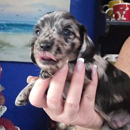 Black dapple - Dapple female Dachshund puppy in Port Charlotte, Florida from Vicki's Dachshund Crossing