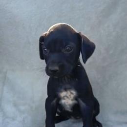 Girl 4 - Black female German Shorthaired Pointer puppy in Laporte, Minnesota from Northern Odyssey Gun Dogs