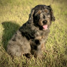 Aussiedoodle, Miniature Australian Shepherd, and Poodle Puppies from Classic K9’s  Aussies, Poodles & Doodles