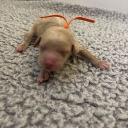 Orange girl - Red  female Goldendoodle puppy in Lewisville, Texas from Zink Doodles