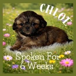 Chloe - Gold female Shih Tzu puppy in Hayden, Idaho from Phoenix Shih Tzu