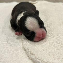 Bluey - Black and white Boston Terrier puppy in Youngsville, North Carolina from Gemini Boston Terriers