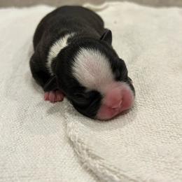 Bluey - Black and white Boston Terrier puppy in Youngsville, North Carolina from Gemini Boston Terriers