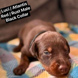 Black Collar - Red and rust male Doberman Pinscher puppy in Lake City, Florida from Paintedcrazy Doberman Pinchers