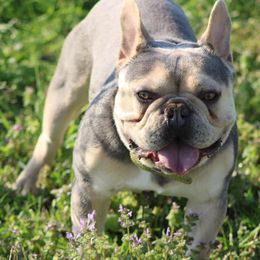 French Bulldogs from Frenchie’s by Clearview