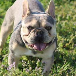 French Bulldogs from Frenchie’s by Clearview