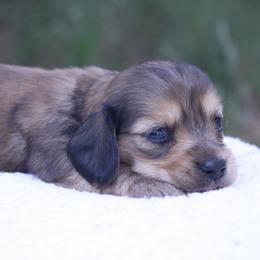 Millie - Red female Dachshund puppy in Murray, Kentucky from Shadow Ridge Farms