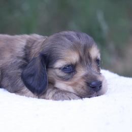 Millie - Red female Dachshund puppy in Murray, Kentucky from Shadow Ridge Farms