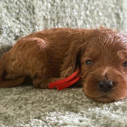 Nemo - Red male Cavapoo puppy in Fort Worth, Texas from Aloha Paradise Poodles LLC