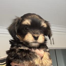 Baby Girl - Black and tan female Havanese puppy in Walpole, Massachusetts from Golden Glen Havanese