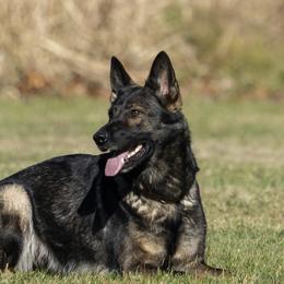 German Shepherds from Alta Concordia German Shepherds