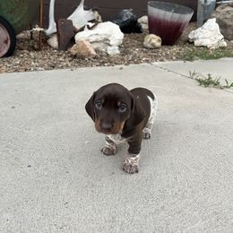 Dachshund Puppies from Penny Huxtable