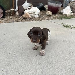 Dachshund Puppies from Penny Huxtable