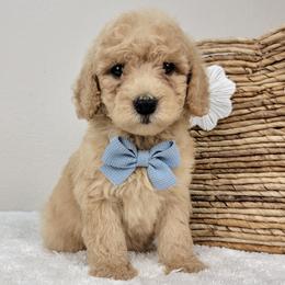 Waffles - Apricot male Goldendoodle puppy in Temecula, California from Oodles O'Doodles