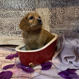 Cockapoo Puppies from Country J Canines