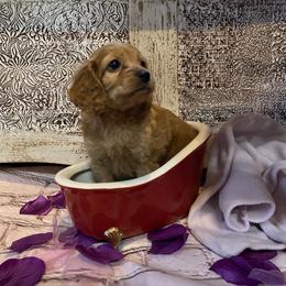 Cockapoo Puppies from Country J Canines