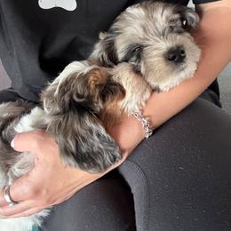 Tucker - male Golden Mountain Doodle puppy in Palestine, Texas from KK's Doodle Bunch