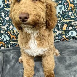 White - Apricot Australian Labradoodle puppy in Jefferson/Salem, Oregon from Freedom Labradoodles