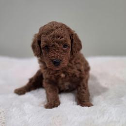Fisher (AKC) - Red  male Poodle puppy in Rainbow City, Alabama from Spinks Poodles