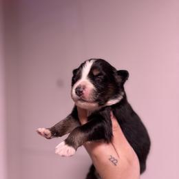 Rocky AKC - Black tri-color male Australian Shepherd puppy in Orlando, Florida from Skaky Shepherds