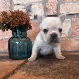 Fluffy Creamsicle - Cream female French Bulldog puppy in Tucson, Arizona from Furever Friends