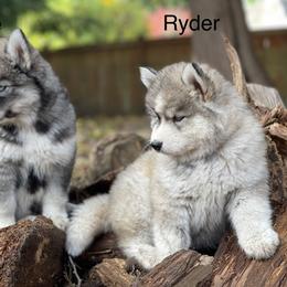 Siberian Husky Puppies from Addison Grove Huskies