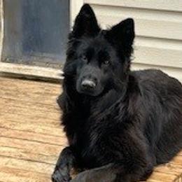 Inde' - German Shepherd