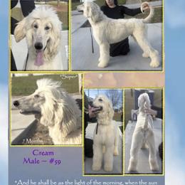 Super - Cream male Afghan Hound puppy in Atlanta, Georgia from Noelle's Puppies