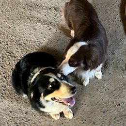 Australian Shepherds from Bart Nelson's Australian Shepherds