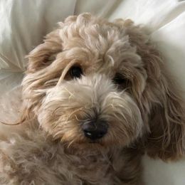 Paisley - Goldendoodle