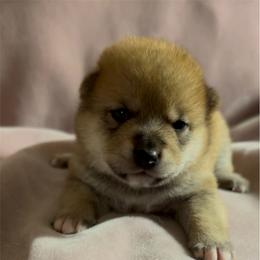 Suki (meaning, like or love) - Red male Shiba Inu puppy in Derby, Kansas from Heart’s Desire Shiba Inus