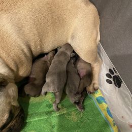 French Bulldog Puppies from Windy Vally Frenchies