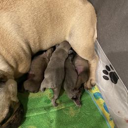 French Bulldog Puppies from Windy Vally Frenchies