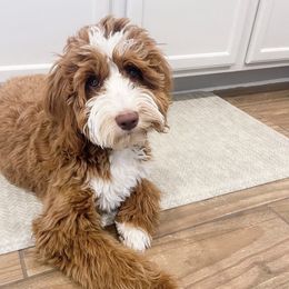 Indie - Goldendoodle