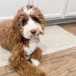 Indie - Goldendoodle