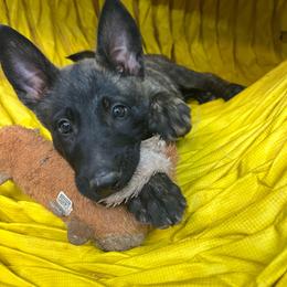 Raven - Black brindle female Dutch Shepherd puppy in Sierra Vista, Arizona from KnightWatch K-9