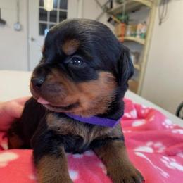 Female 6 - Black and rust female Rottweiler puppy in Aspers, Pennsylvania from Vom Uberlegenen Rottweilers