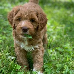 Australian Labradoodle Puppies from Happy Time Doodles