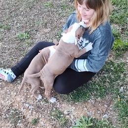 American Staffordshire Terrier Puppies from Edelhaus Kennel