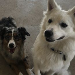 Companion Crosses from Voya’s Mini Aussies and Eskimos