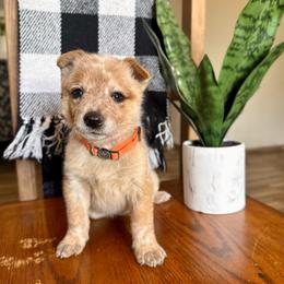 Mr. Oakley (AKC) - Red mottled male Australian Cattle Dog puppy in Sahuarita, Arizona from A2 Australian Cattle Dogs