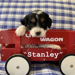 Cavapoo Puppies from Pinewood Cavapoos