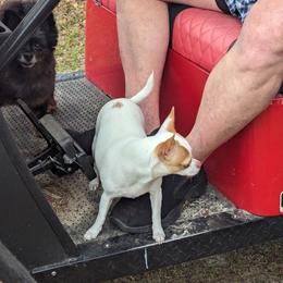 Chihuahua Puppies from OakView Farm