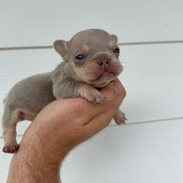 Green Boy - Black and tan male French Bulldog puppy in Dawsonville, Georgia from Baros Kennel