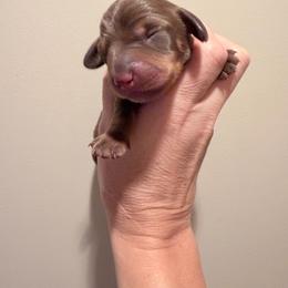 4200 Titan Chocolate Kaninchen - Chocolate and tan male Dachshund puppy in Bremen, Georgia from Jones Royal Kennels / Jones Miniature Dachshunds